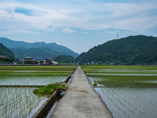 水田にかかる畦道