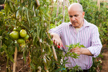 Man cutting tomatoes plants