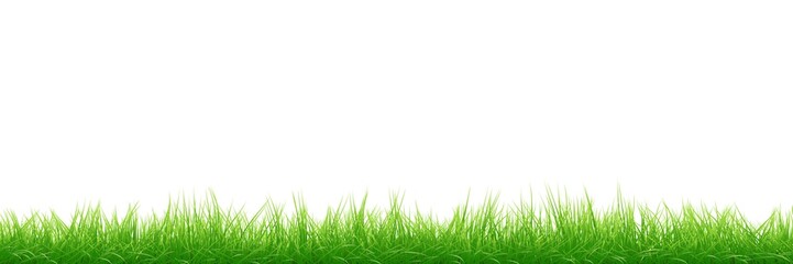 Fototapeta na wymiar grass isolated on white background.