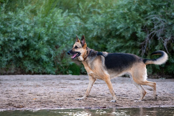 Dog in Nature