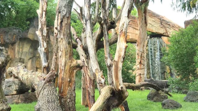 Two monkeys in a wildlife Park sit on a tree in the rain
