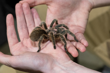 Tarantula