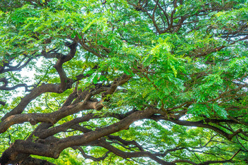 Fototapeta premium Scenery of giant rain tree (Chamchuri tree) or monkey pod tree at kanchanaburi. Tourist attraction for relax and take photo.