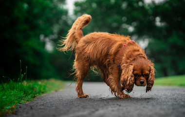 Beautiful dogs playing in the park in kansas