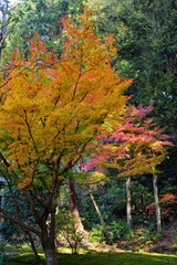 即宗院の紅葉