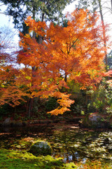 即宗院の紅葉