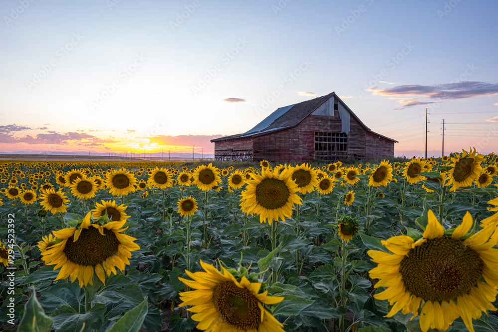 Wall mural sunflower field, old barn, colorado