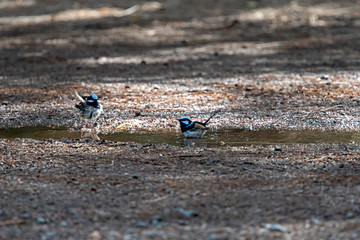 A pair of Blue fairy wrens splashing water