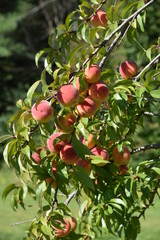 Ripe peaches growing on the tree.