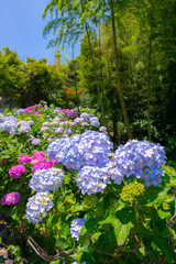 アジサイ
