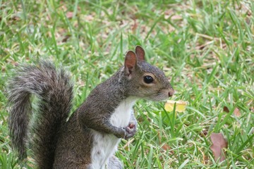 Naklejka na ściany i meble Gray american squirrel on grass in Florida nature, closeup