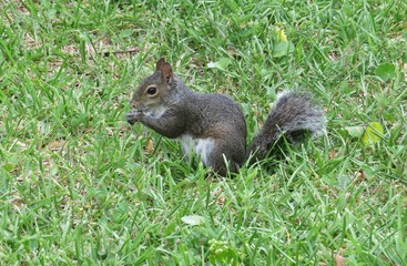 Gray american squirrel eating acorn in Florida park, closeup