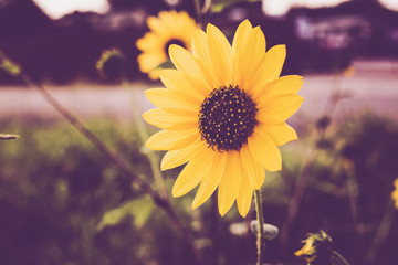 sunflower with blue sky