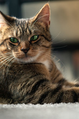 Naklejka premium Beautiful little kitten standing in the living room playing with toys