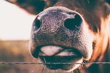 long horn, cute animals, cow lick, cute cow, texas, texas cattle, sun flares, sun, moo, steer,...