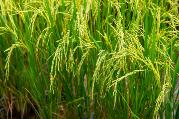 Rice field in local area of Thailand sunny day