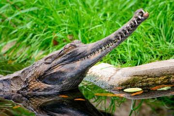 Naklejka na ściany i meble false gharial (Tomistoma schlegelii)