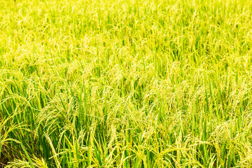 Rice field in local area of Thailand sunny day