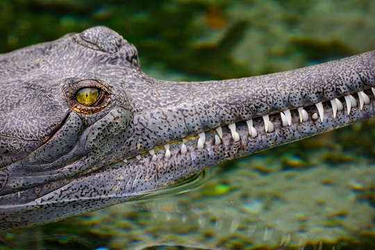 indian gharial (Gavialis gangeticus)