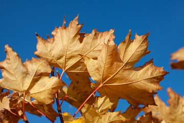 Bright autumn leaves on blue sky background