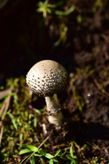 森のテングタケ