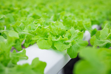 Close Up hydroponic Vegetable Farm. How to grow hydroponics using the water system in the greenhouse. Without soil. The concept of growing healthy vegetables in a controlled system.