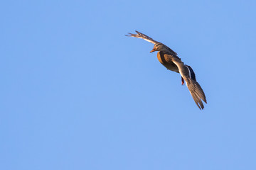 A Hen Mallard Eyes a Suitable Landing Spot