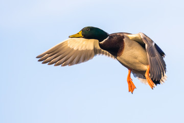 A Drake Mallard with Feet Down Comes in for a Landing