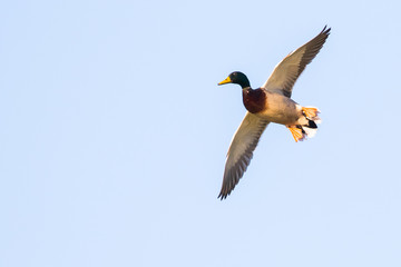 A Drake Mallard Banks Hard Coming to a Landing