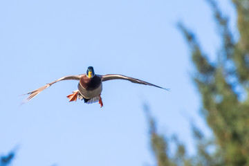 A Drake Mallard With Cupped Wings Coming to a Landing Spot