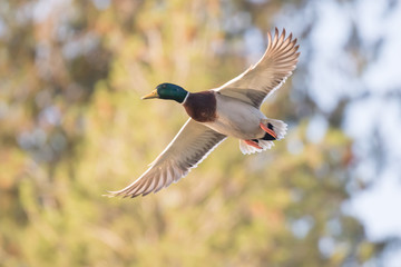 A Drake Mallard makes a Pass By the Blind
