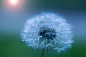 Fototapeten art photo of dandelion seeds close up on natural blurred background © as_trofey