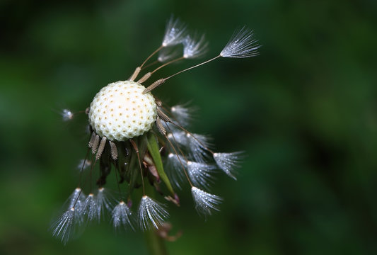 Art photo of dandelion seeds close up on natural blurred background.Drops of morning dew on dandelion seeds.