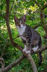 Close-up portrait of cute Thai cat, A cat on the tree