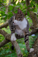 Naklejka na ściany i meble Close-up portrait of cute Thai cat, A cat on the tree