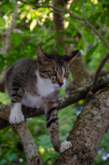 Close-up portrait of cute Thai cat, A cat on the tree