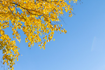 Yellow birch on a background of blue sky in autumn. Copy space, space for text.