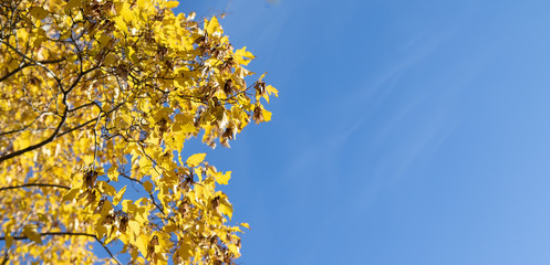 Yellow birch on a background of blue sky in autumn. Copy space, space for text.