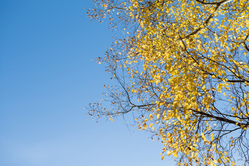 Yellow birch on a background of blue sky in autumn. Copy space, space for text.