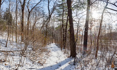 Snowy forest and trail in Quarry Hill Nature Center, Rochester, Minnesota