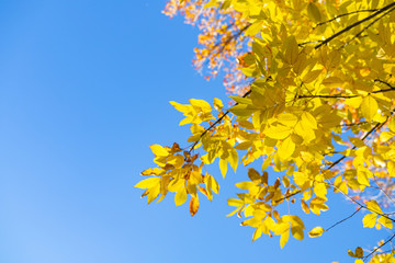 Naklejka na ściany i meble Yellow birch on a background of blue sky in autumn. Copy space, space for text.