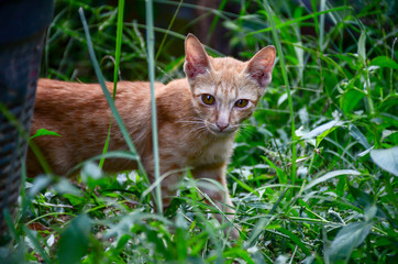 Naklejka na ściany i meble Portrait of cute Thai cat, Beautiful cat's eyes, blur background