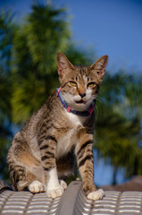 Close-up portrait of cute Thai cat, A cat on the terrace