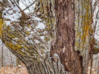 Snowy tree bark in Quarry Hill Nature Center, Rochester, Minnesota
