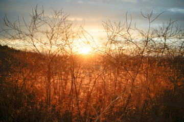 Fototapeta na wymiar Grass in a sunset