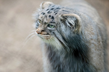Pallas's cat (Otocolobus manul). Manul is living in the grasslands and montane steppes of Central Asia.  Portrait of cute furry adult manul