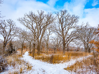 Split in path, snowy forest and trail in Quarry Hill Nature Center, Rochester, Minnesota on a snowy day