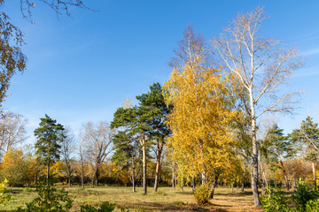 Autumn landscape, yellow trees on the field and blue sky on a sunny day.