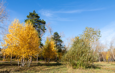 Autumn landscape, yellow trees on the field and blue sky on a sunny day.