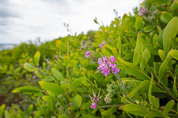 Pink Geranium by the sea